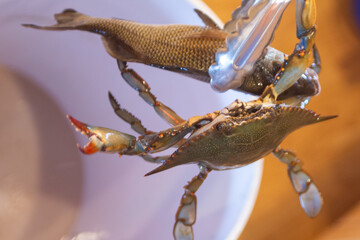Live blue crab gripping whole bait fish held by kitchen tongs © InversedSlayer