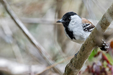 Fototapeta premium A Silvery-cheeked Antshrike looking to the left on a branch in Brazil, South-America.