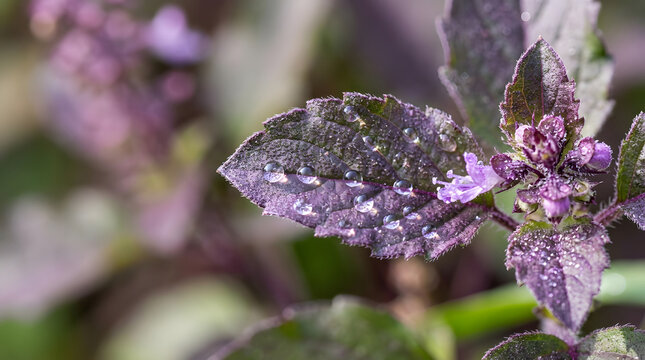 Macro view of purple holy basil leaves with water droplets. Fresh wet tulsi plant with small flowers. Medicinal ayurvedic herb