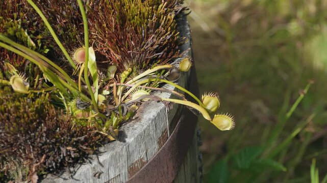 Venus flytrap plants grow in a vintage wooden barrel