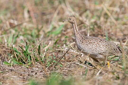 A White-bellied Nothura on the ground in Brazil, South-America.