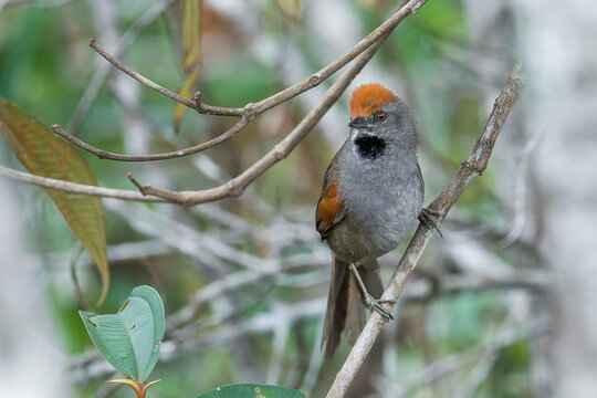 A Spixs Spinetail looks to the right in a scrub in Brazil, South-America.
