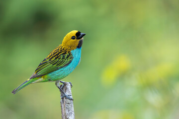 Fototapeta premium A colourful Gilt-edged Tanager with green soft background in Brazil.