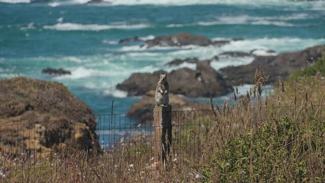 A ground squirrel sits on fence post by crashing ocean