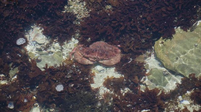 Red rock crab rests submerged in shallow tide pool