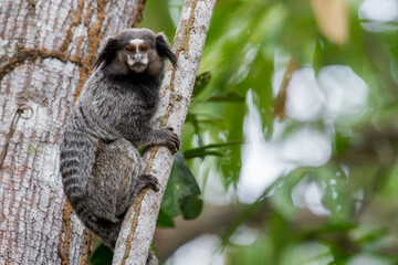 Naklejka premium A Black-tufted Marmoset on a tree trunk in Brazil, South-America.