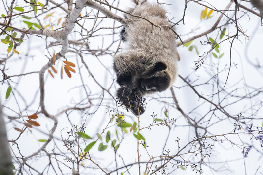 A Bahian Blond Titi hanging upside down in a tree in Brazil, South-America.