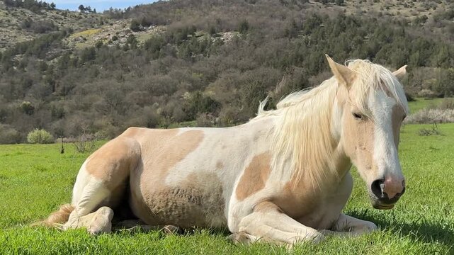 Light pinto horse lying and dozing on a green meadow &mdash; spring daylight