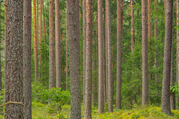 pine forest with tall trees © Boriss