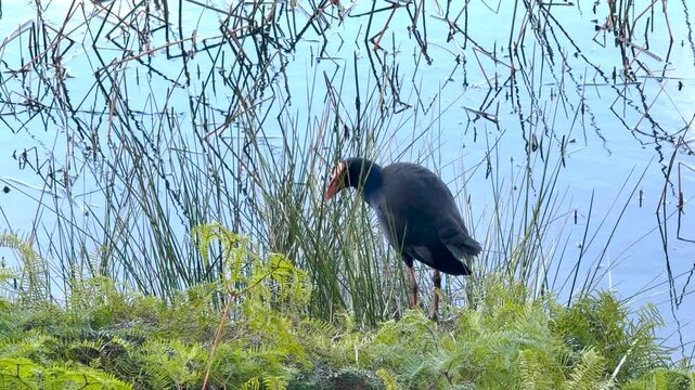 Footage of an Australasian Swamphen foraging for food along the shoreline of Wentworth Falls Lake near the town of Wentworth Falls in the Blue Mountains in New South Wales, Australia