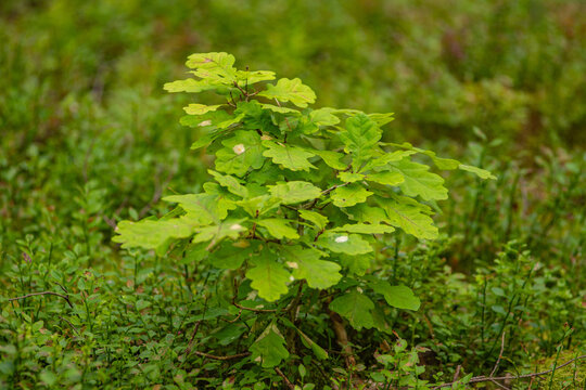 young oak sapling in forest