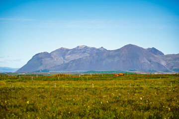 Fototapeta premium Icelandic Mountain Landscape with Grazing Horses in Green Meadow Under Clear Blue Sky