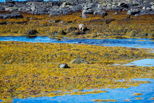Vibrant golden brown kelp seaweed carpet covering rocky shoreline during low tide with blue tide pools in Iceland