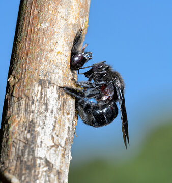 Southern carpenter bee female (Xylocopa micans) feeding her adult daughter in the nest hole made in a dry stick, Galveston, Texas, USA