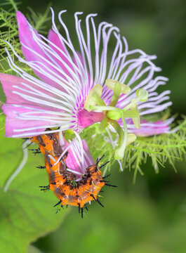 Caterpillar of Gulf fritillary or passion butterfly (Dione [Agraulis] vanilla) eating scarletfruit passionflower vine, Galveston, Texas, USA