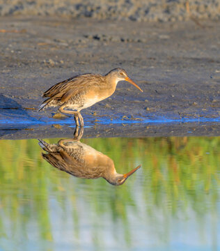 clapper rail (Rallus crepitans) in coastal wetlands with reflection in water, Galveston, Texas, USA.