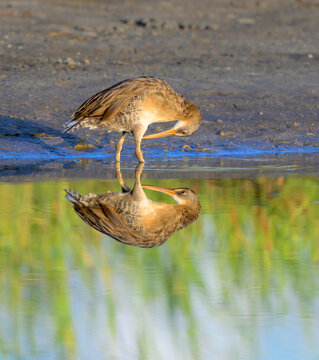 clapper rail (Rallus crepitans) preening in coastal wetlands with reflection in water, Galveston, Texas, USA.