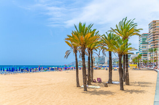 Levante sandy beach with palm trees, Playa Platja De Llevant, embankment in Benidorm city historic centre with skyscrapers buildings on Costa Blanca coast Mediterranean Sea in summer day, Spain