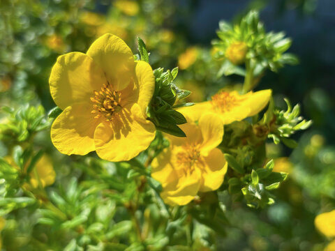 Macro view of beautiful yellow potentilla flowers on a green bush in bright sunlight. Floral background for nature and gardening concepts.