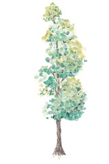Fototapeta premium green tree with leaves, hand-painted watercolor painting