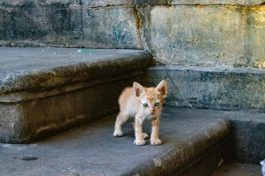 chaton dans un temple