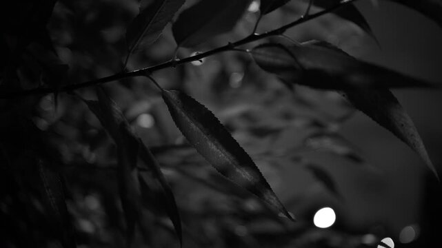 Cinematic slow motion foliage gently moving in the wind. Long narrow leaves and flexible branches overlap to create multiple layers of natural texture and depth.