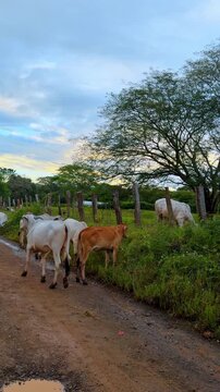 Zebu cattle walking along rural road in Costa Rica. White and brown livestock move beside a wire fence under a broad tree and blue clouded sky.