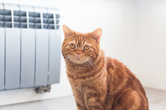 An orange Scottish Fold cat sits on floor looking at camera, in front of a radiator. Concepts of pet care, home heating with gas and a wood stove, home comfort, coziness, and well-being