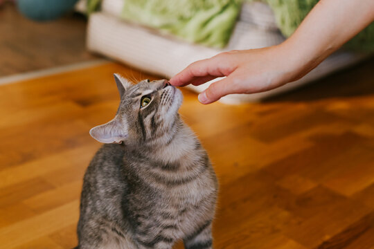 A domestic tabby cat eats a cat treat from its owner's hand. Concept of pet food, treats, and healthy snacks.