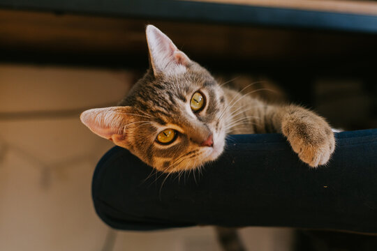 Curious tabby cat with vibrant green eyes, relaxing and enjoying warm sunbeams on a soft chair. The concept of home comfort, renovation, rental and sale of apartments and houses