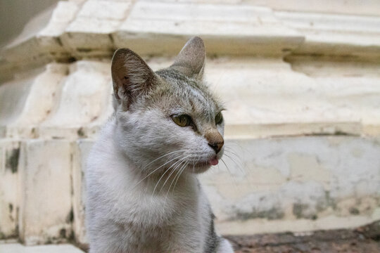 portrait de chat qui tire la langue