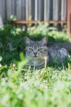Tabby gray cat lies attentively on the grass and looks past the camera to the left. Gray brown cat in the garden and watches