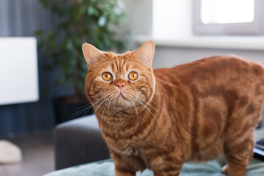 Orange scotland tabby cat stand on sofa in a minimal home interior, looking at the camera in soft natural light