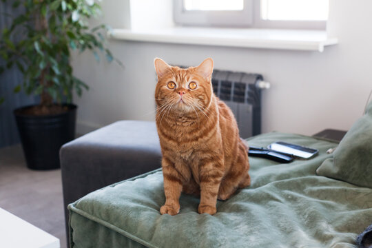 Orange scotland tabby cat stand on sofa in a minimal home interior, looking at the camera in soft natural light