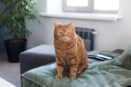 Orange scotland tabby cat stand on sofa in a minimal home interior, looking at the camera in soft natural light