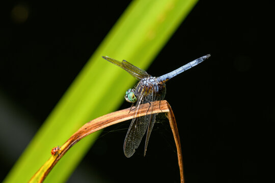 Blue dasher dragonfly perched in a newly constructed wetland. This dasher is of the skimmer family and is found in a wide variety of habitats in the USA including bogs, marshes and fields. 