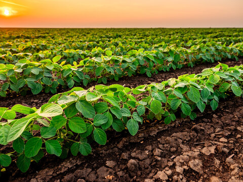 Green soybean plants thriving in rows on fertile farm soil, bathed in the warm light of a setting sun