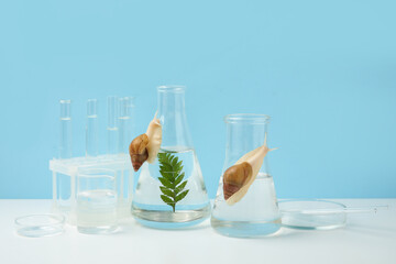 Laboratory glassware of samples with Achatina snails and plant on white table near blue wall © Pixel-Shot