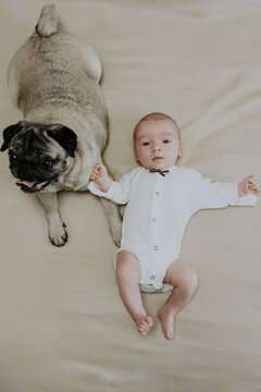 1 month newborn baby boy and pug dog peacefully resting together. Pet and infant lying side by side naturally in harmony with peaceful atmosphere. The concept of relationships between baby and pet dog