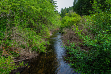 Obraz premium Exploring the lush beauty of Silver Falls State Park in Oregon