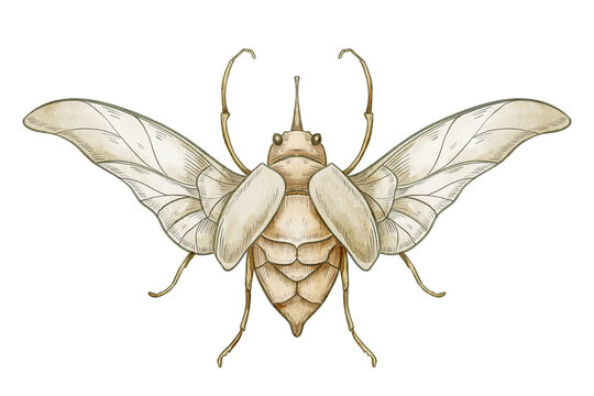 Beetle watercolor illustration. Decorative insect isolated on background. Botanical and vintage nature element for ornamental design, greeting cards and invitations in English style. Art with graphic.
