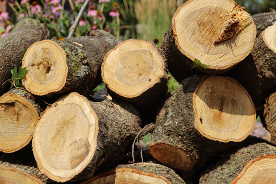 Freshly cut hardwood logs showing distinct annual rings, sapwood, and heartwood. Ideal for timber, lumber, and raw firewood material concepts.