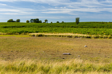Fototapeta premium Dry pond bed during summer drought, barren ground surrounded by lush green fern slopes and scattered trees beneath light clouds in open Welsh moorland