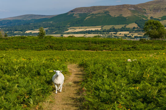 Single sheep approaching on narrow rural trail between green fern bushes, sunlit Welsh countryside landscape with distant mountain slopes in summer