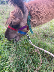 Naklejka premium Brown llama in colorful halter grazing on green pasture grass