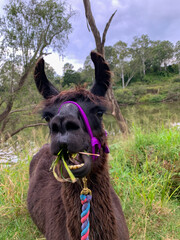 Naklejka premium Funny dark brown llama chewing green grass outdoors