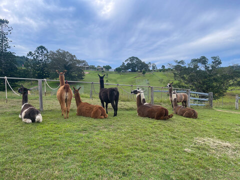 Herd of llamas and alpacas resting on a green farm pasture