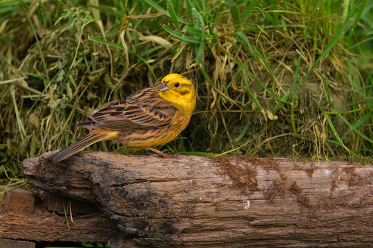 Escribano citrino (Emberiza citrinella). No es f&aacute;cil avistar un escribano amarillo a pesar de estar presente en cualquier h&aacute;bitat atl&aacute;ntico.