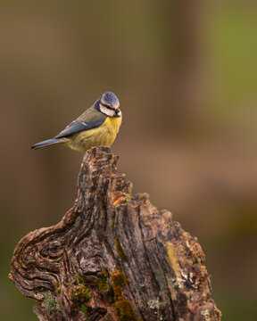 herrerillo com&uacute;n (Cyanistes caeruleus). Este ruidoso y activo insect&iacute;voro forestal se distingue por su llamativa combinaci&oacute;n de colores azul y amarillo. Frecuenta parques 