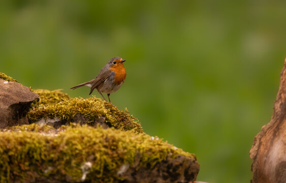 Petirrojo. Erithacus rubecula. Otro p&aacute;jaro paseriforme, uno de los m&aacute;s abundantes en nuestra fauna, y f&aacute;cil de fotografiar. A veces, incluso posa para el fot&oacute;grafo.
